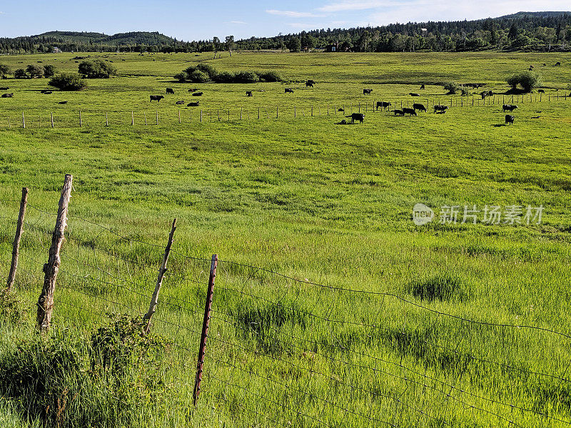 犹他州锡安国家公园附近科洛布水库高海拔牧场上的肉牛