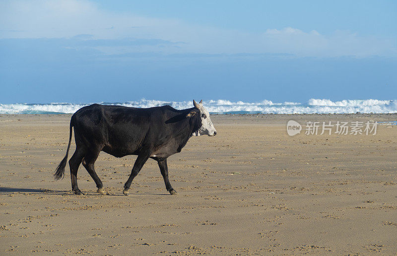 一只公牛在海滩上散步