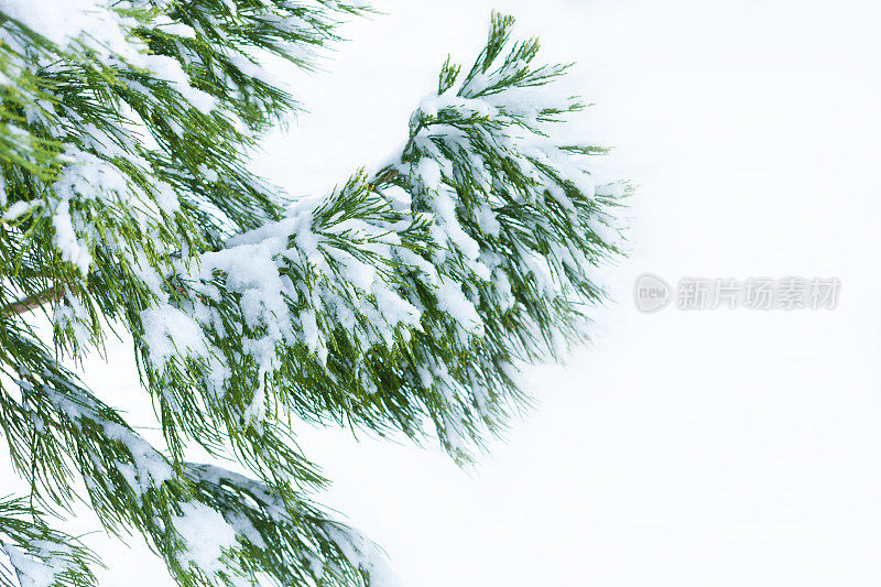 翠绿的针叶树枝上飘着雪花