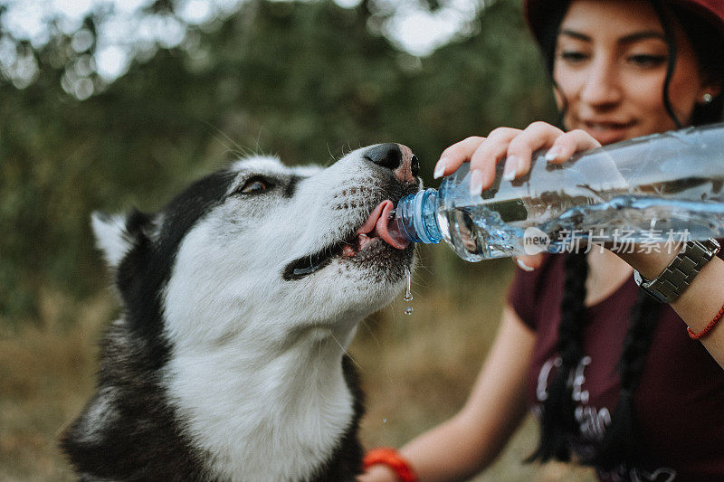 狗喝瓶子里的水