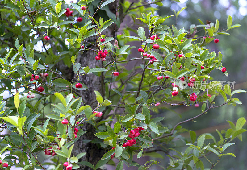 给花园里结着许多成熟红色果实的苹果树浇水