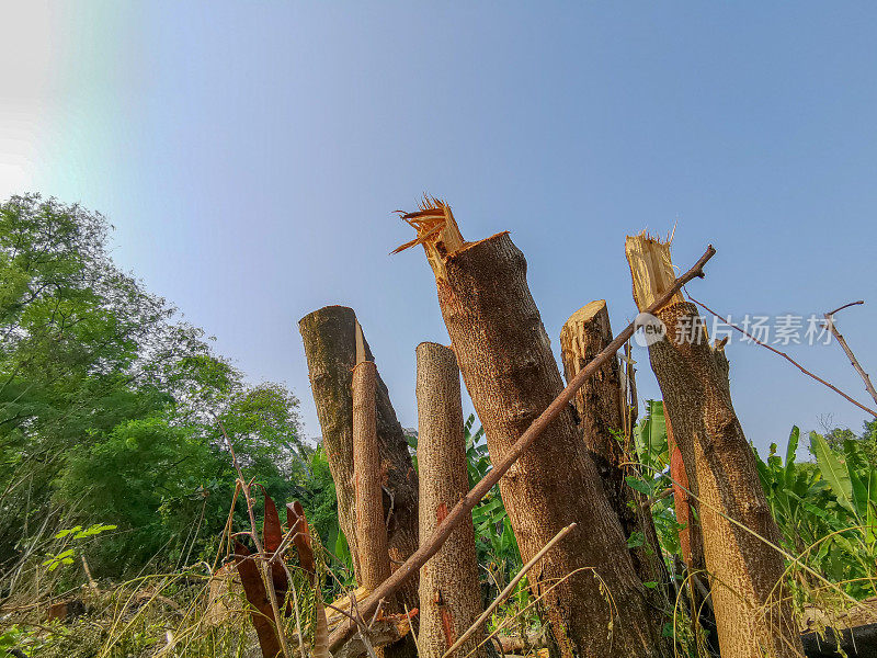 肆意破坏林地