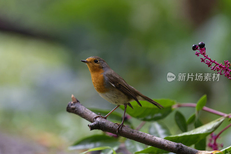 罗宾(红心rubecula)