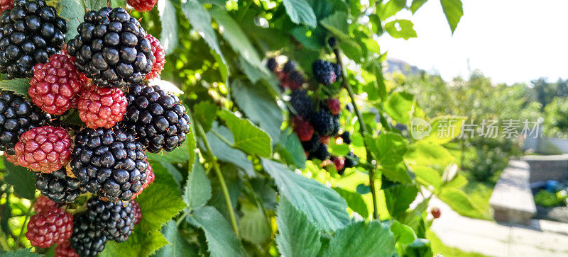 贝瑞背景。接近成熟的黑莓。成熟和未成熟的黑莓在灌木上有选择性的焦点。