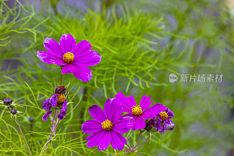 花园宇宙，墨西哥紫菀