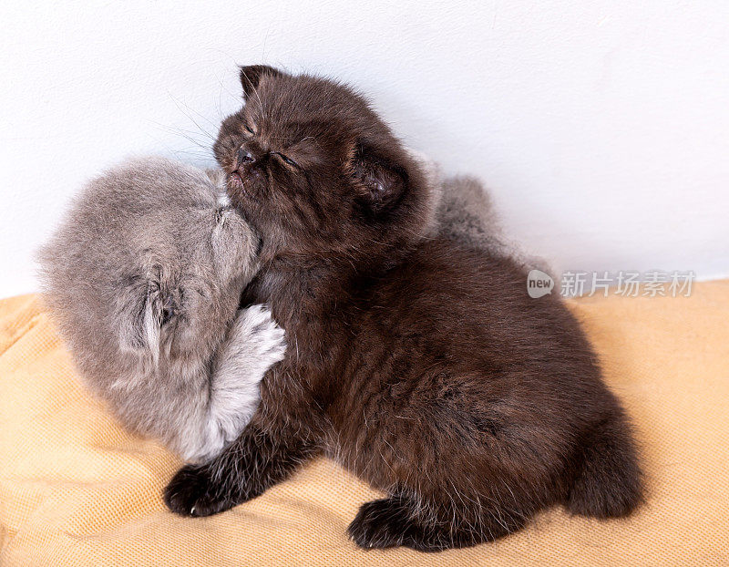 两只刚出生的小猫在玩耍，互相亲吻，互相咬，很可爱，