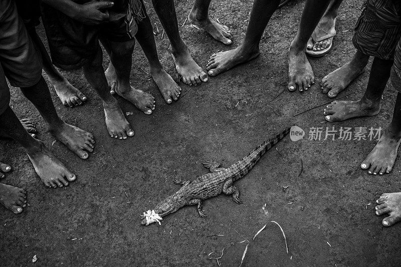 在巴布亚新几内亚捕获的鳄鱼