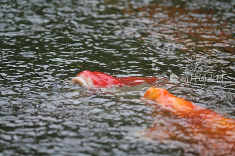 雨落在鱼塘水面的特写画面，满是色彩鲜艳的红、白、黑锦鲤