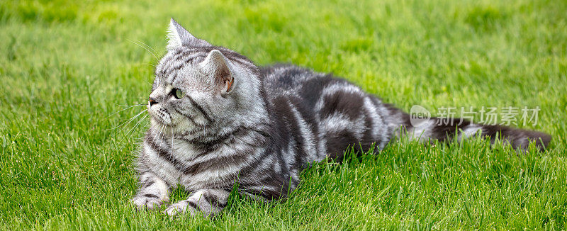 漂亮的英国短毛猫在草坪上