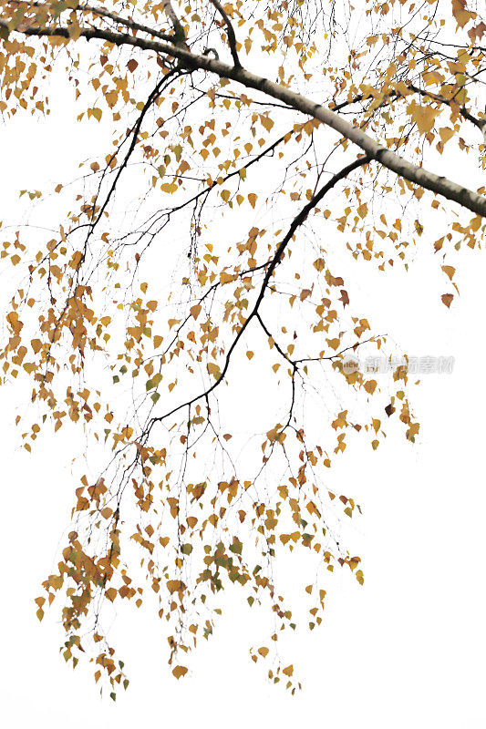 秋天的桦树(桦树钟摆)