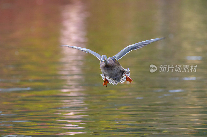 野鸭湖登陆。