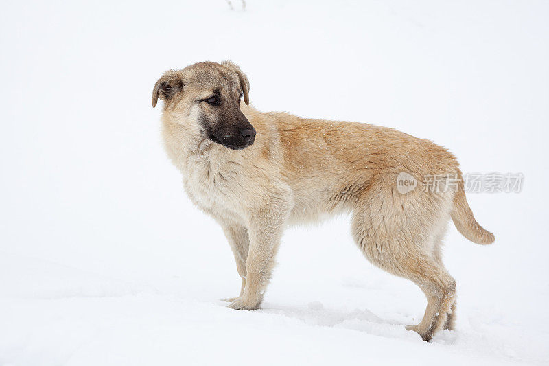 狗在冬天的雪地上行走