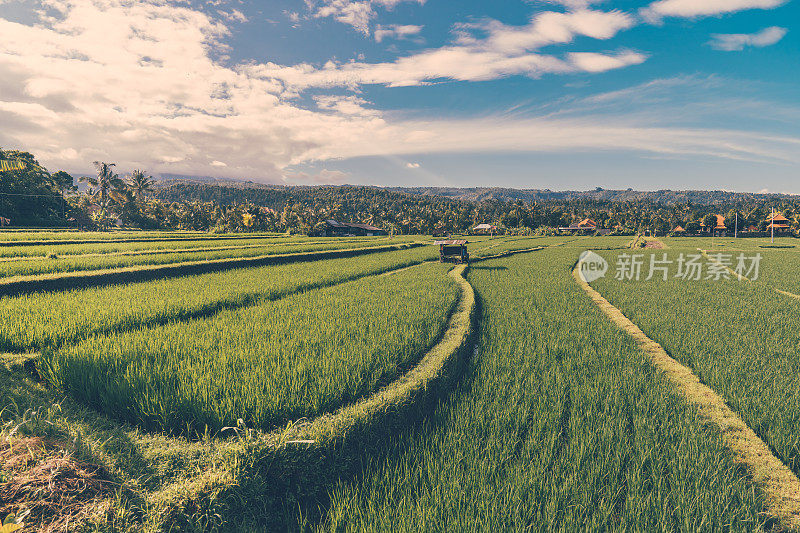 稻田,巴厘岛