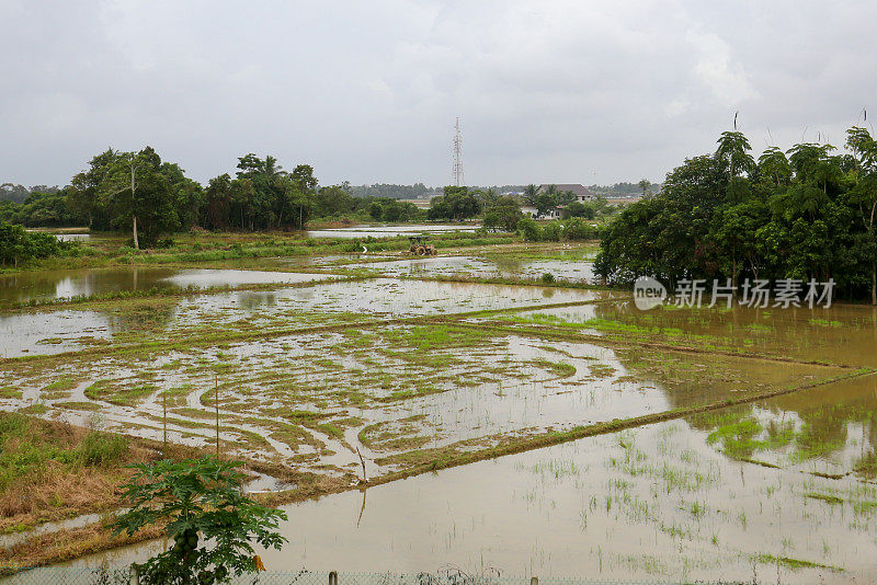 农业:季风季节淹水稻田