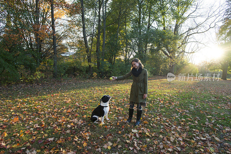 英国斗牛犬很好