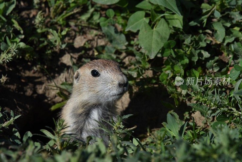 小草原土拨鼠警惕