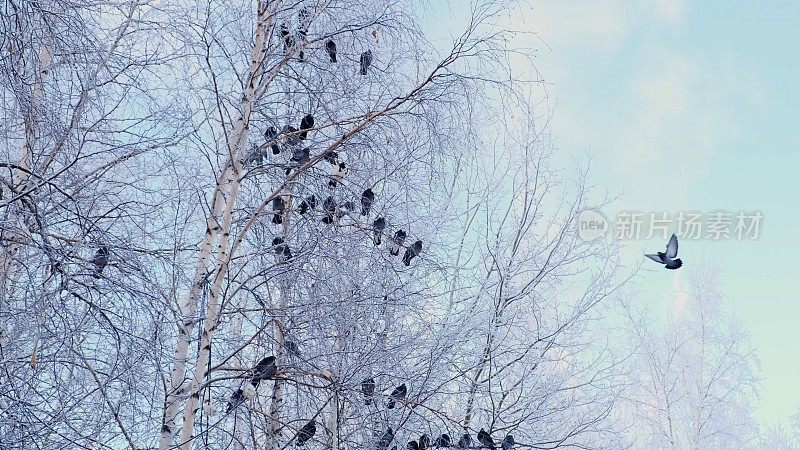 灰色的鸽子站在白雪覆盖的树枝上。一群鸟的特写。动物在冬天。结霜的冬天结霜的树