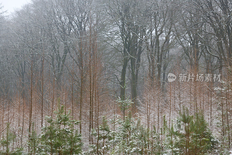 在一个寒冷的冬天的早晨，白雪皑皑的松树林，背景是山毛榉树