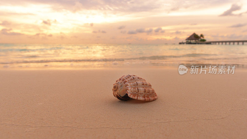 日落时分，热带海滩上的贝壳