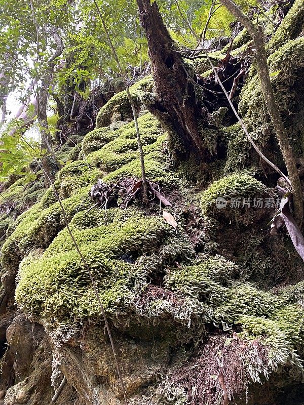 雨林苔藓特写镜头