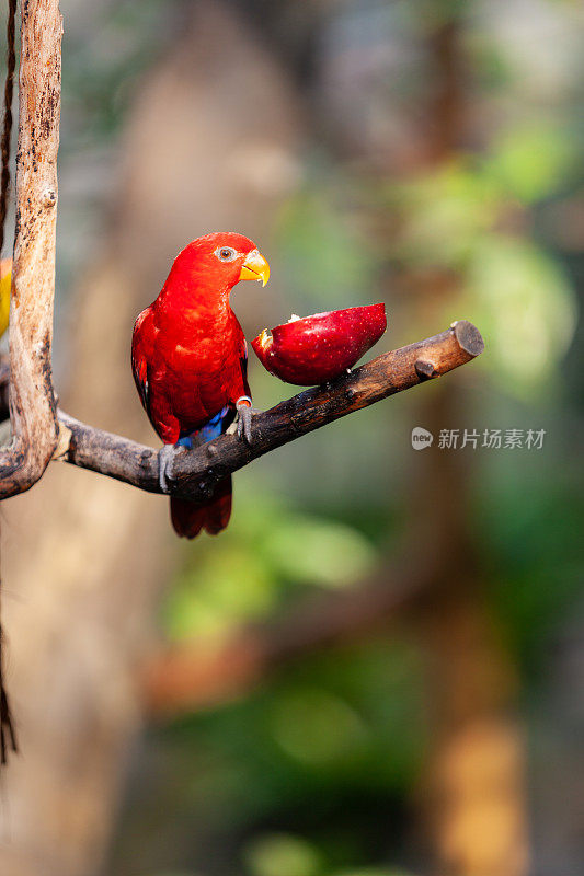 红朝吸蜜鹦鹉