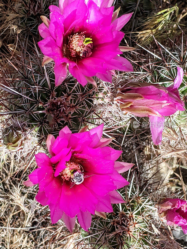犹他州洛克维尔春天开花的仙人掌与蜜蜂采花粉的特写