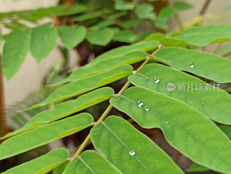 雨水落在树叶上