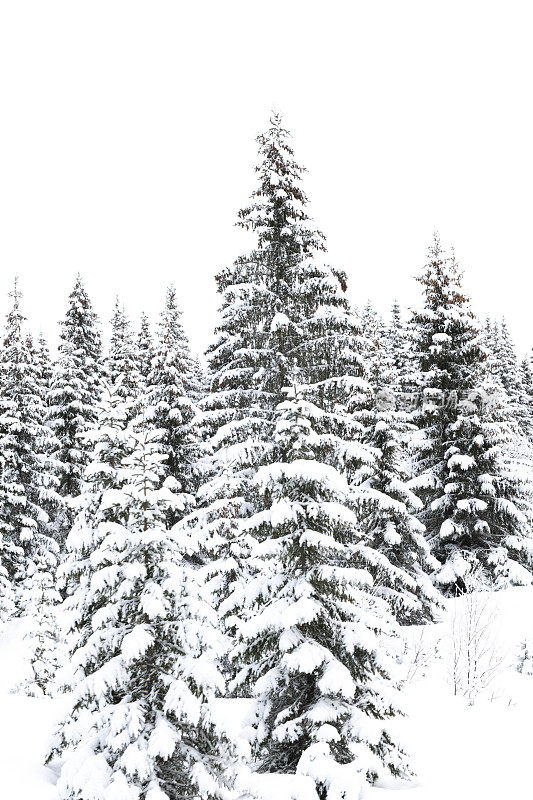 在一个阴天降雪的挪威Hafjell滑雪场，雪覆盖着滑雪场山坡上的树木