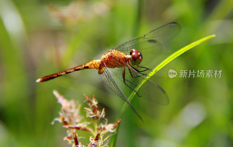 萨尔瓦多市花园里的蜻蜓