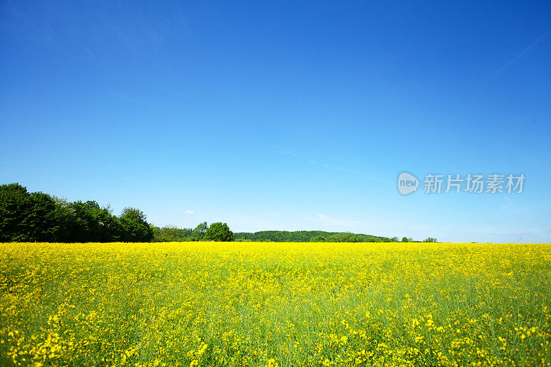 鲁尔格别特油菜种子和种植田