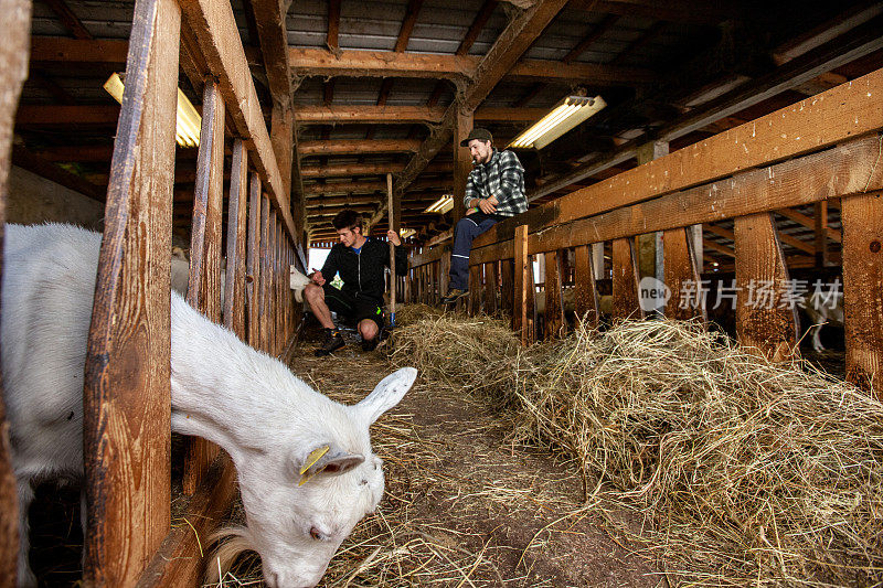 山羊在马厩里吃干草，背景是两个农民的儿子在喂完整个马厩后休息-家畜照片