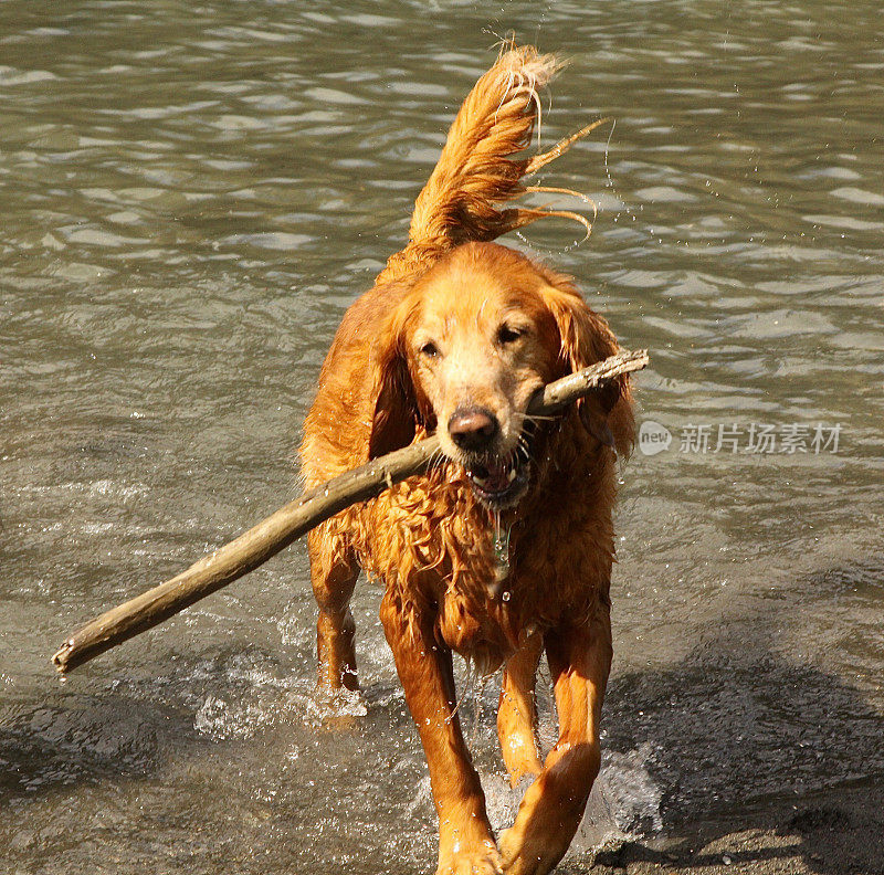 金毛猎犬检索