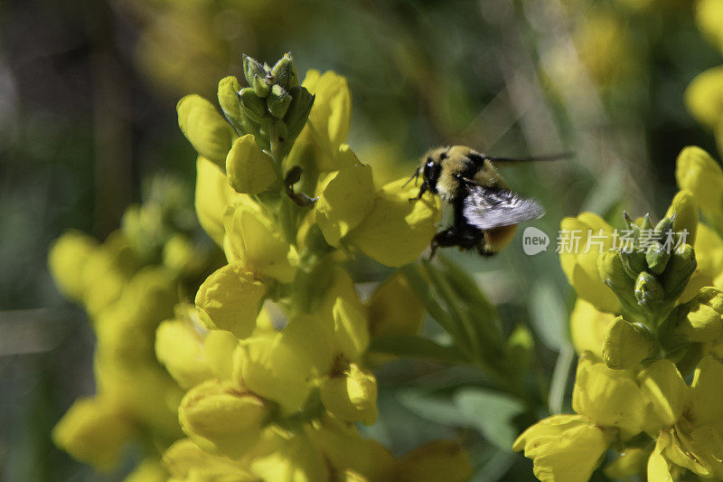 大黄蜂为野生黄花授粉