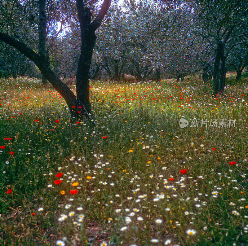 希腊斯基亚索斯盛开的鲜花草地