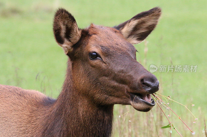 łGrazing