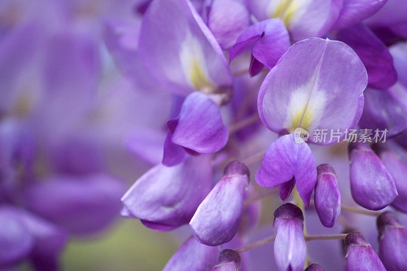 紫色的紫藤花