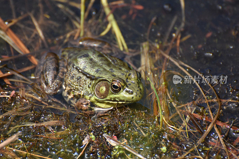 春天沼泽里的绿青蛙