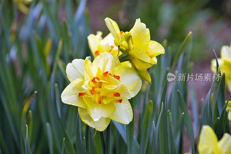 春天的黄水仙花