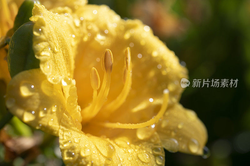 带雨的黄色百合