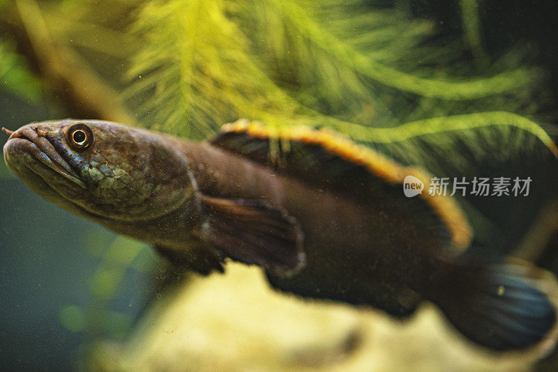 老挝火背鱼在水族馆-蛇头鱼