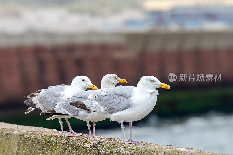 IJmuiden码头上一排排的海鸥。