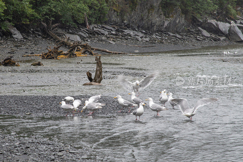 海鸥在浅溪中啄食鲑鱼