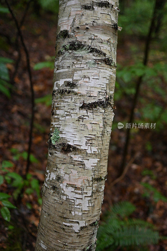 白桦树的树干在树林里