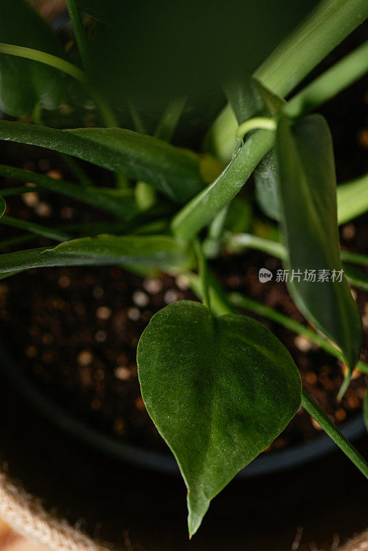 特写怪物植物叶子