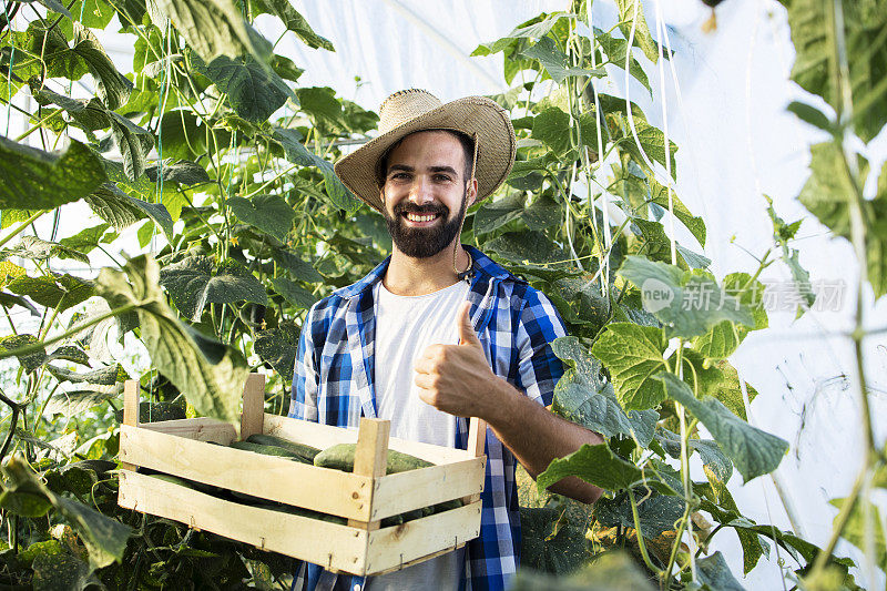 画像成功的年轻胡须农民竖起大拇指和板条箱新鲜黄瓜在温室。有机食品生产。