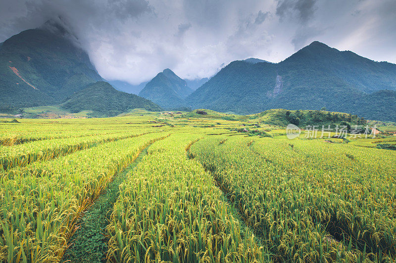 在越南颜白的木仓寨周围，绿色的稻田草地上的梯田日落风景。生食在山地种植的自然背景