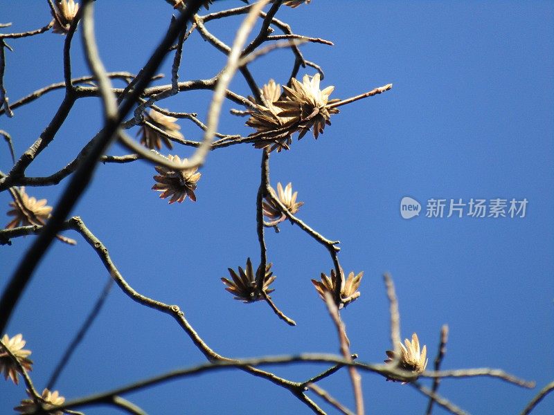 日本。1月。漂亮的晴天。在公园里。