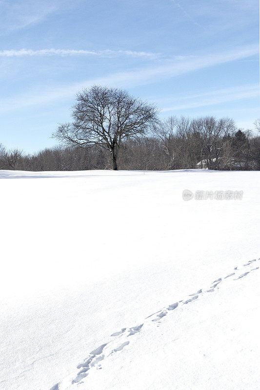 雪地里的脚印