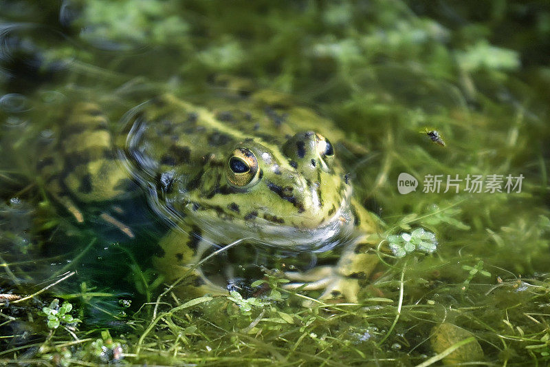 湖中的青蛙