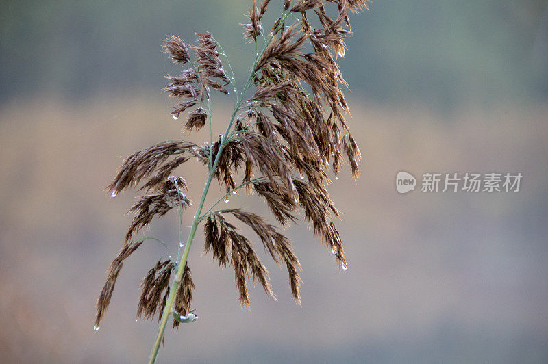 雨滴像珍珠